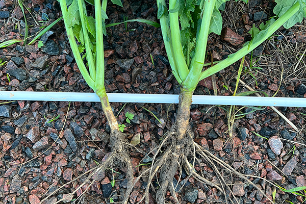 Skillnad på plantor som behandlat med Hingios och som är obehandlade